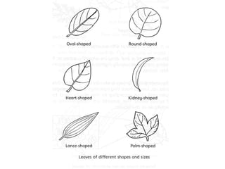 Classification of leaves | PPTX