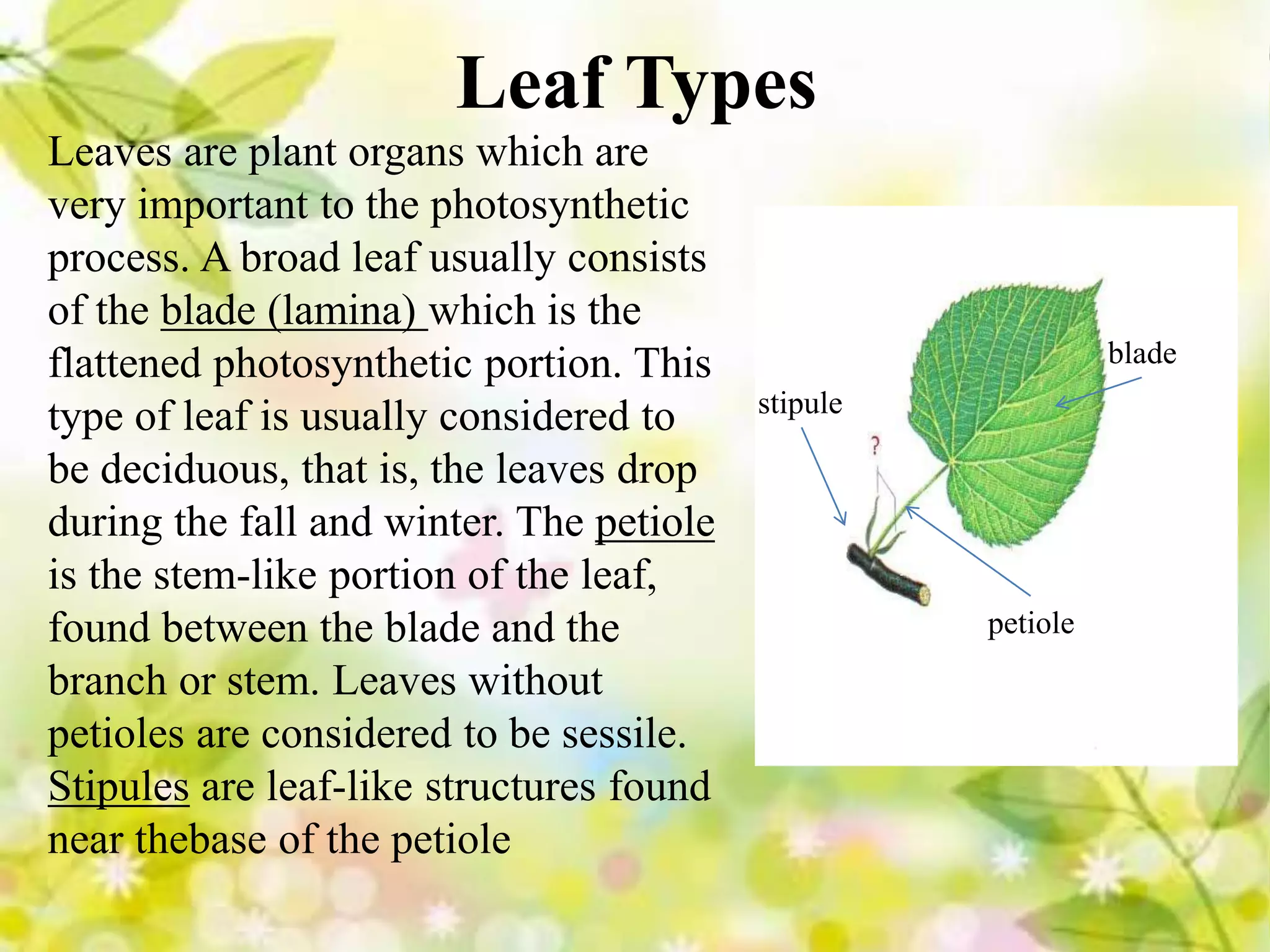 brief-classification-of-leaves-pptx