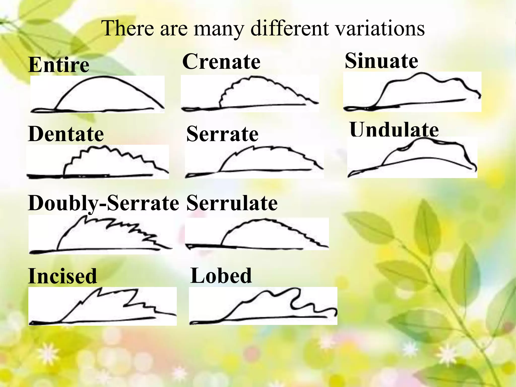 brief-classification-of-leaves-pptx