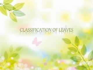 CLASSIFICATION OF LEAVES
 