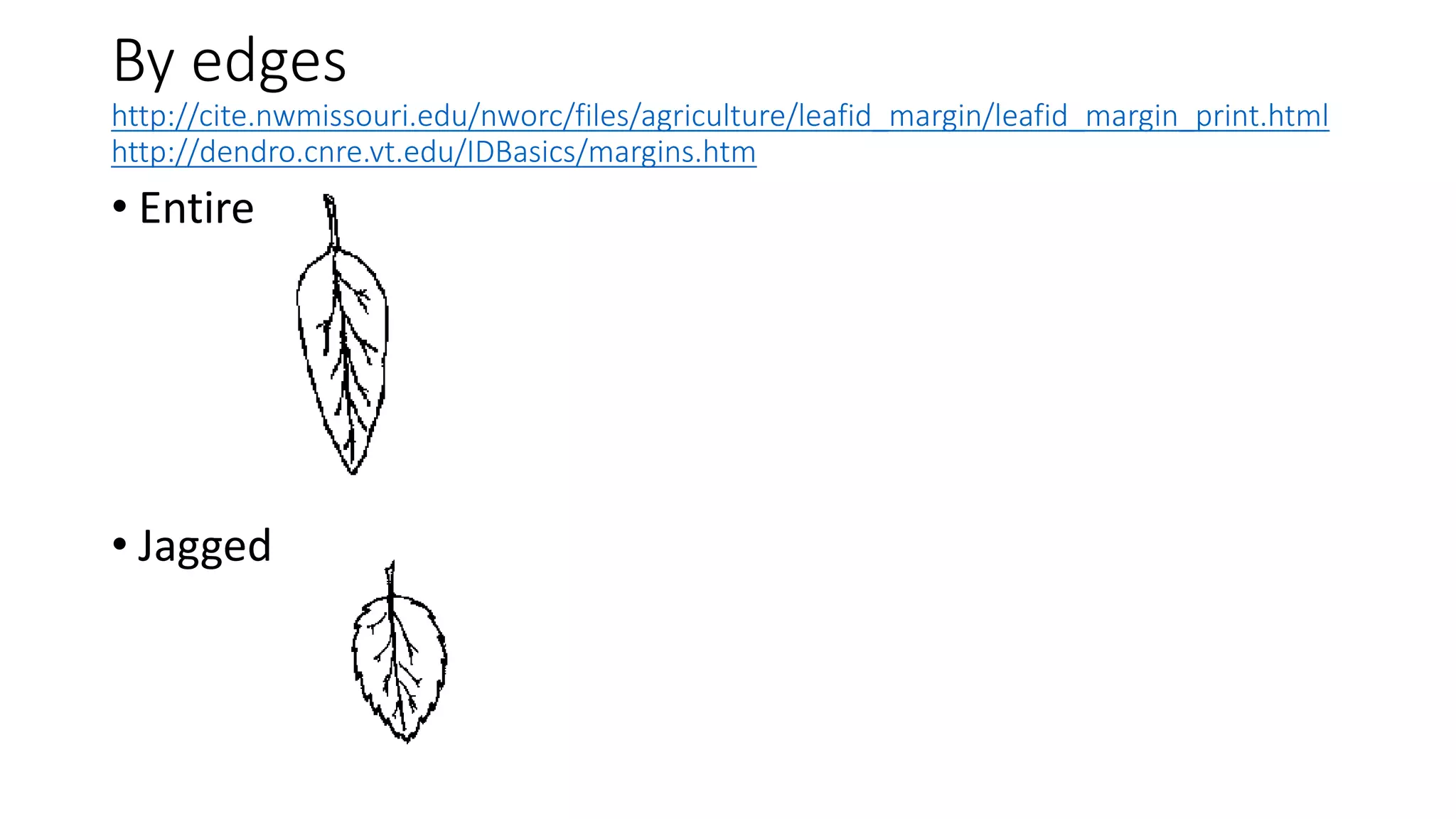 classification-of-leaves-ppt