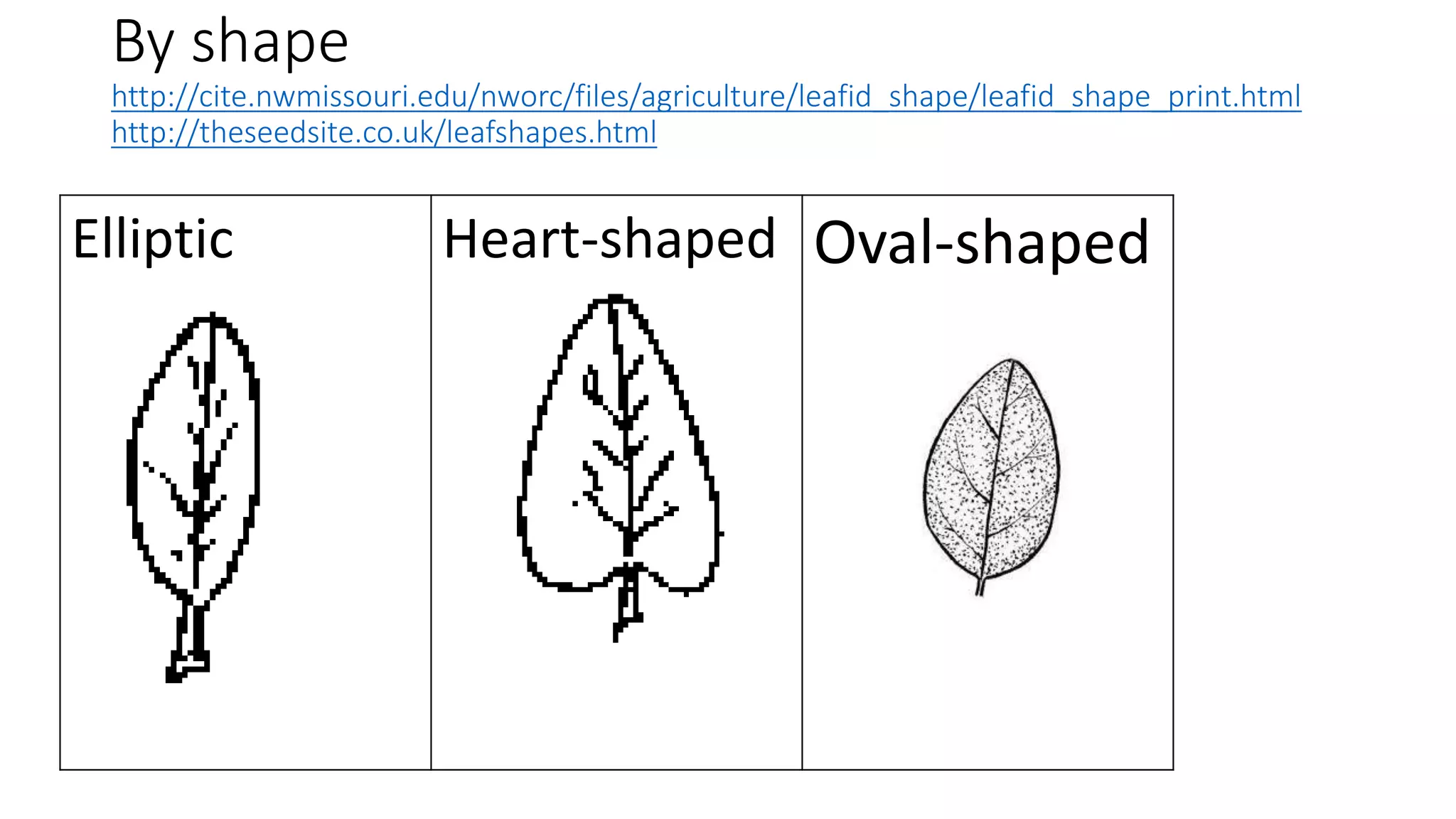 classification-of-leaves-ppt