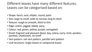 Different leaves have many different features.
Leaves can be categorised based on:
• Shape: heart, oval, elliptic, round, palm
• Size: large to small, wide to narrow, long to short
• Texture: rough to smooth, thick to thin
• Edge: entire, jagged, lobed, wavy
• Colour: red, green, yellow, purple, variegated
• Smell: fragrant and pleasant (basil, bay, celery, curry, mint, pandan,
parsley), unpleasant, no smell
• Vein pattern: net vein pattern, parallel vein pattern
• Leaf structure: single leaves or compound leaves
 