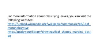 For more information about classifying leaves, you can visit the
following websites:
https://upload.wikimedia.org/wikipedia/commons/e/e8/Leaf_
morphology.svg
http://apsdev.org/library/drawings/leaf_shapes_margins_tips.j
pg
 