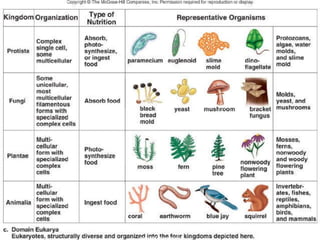 classificationoflife-taxonomy-110708114724-phpapp01.pptx