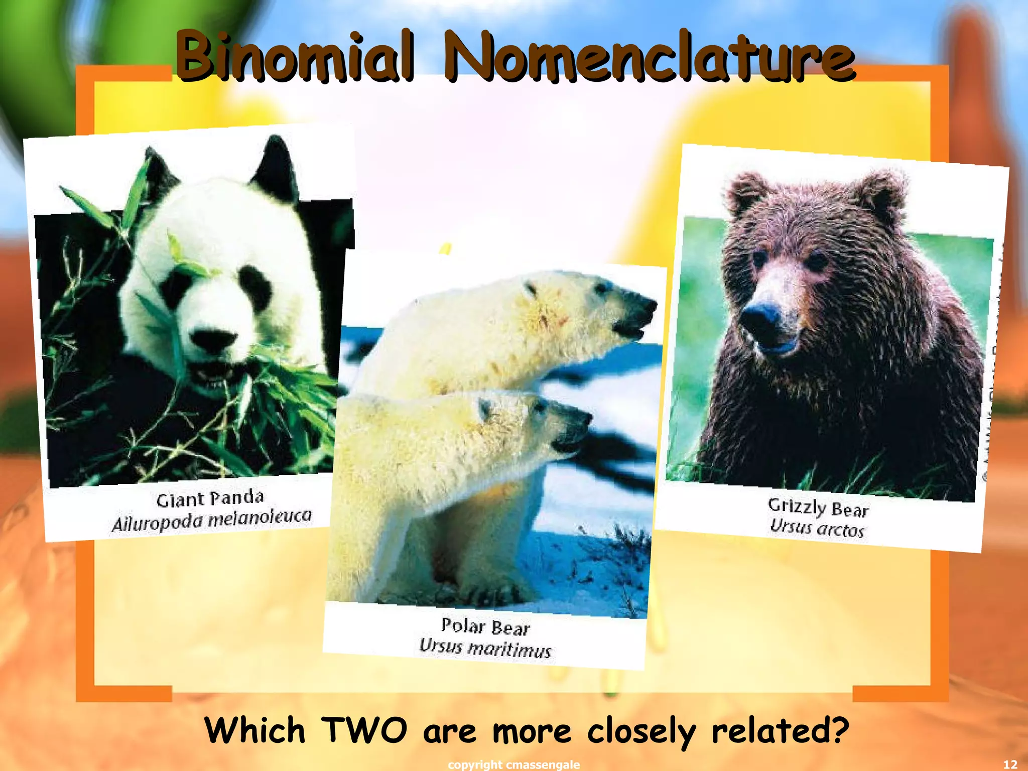 Binomial Nomenclature Which TWO are more closely related? copyright cmassengale 