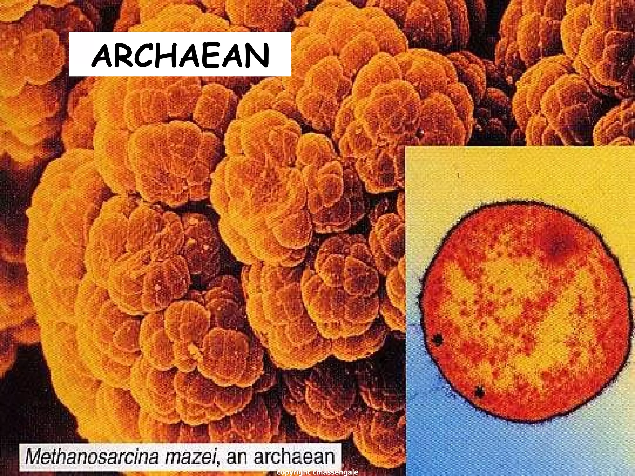 ARCHAEAN copyright cmassengale 