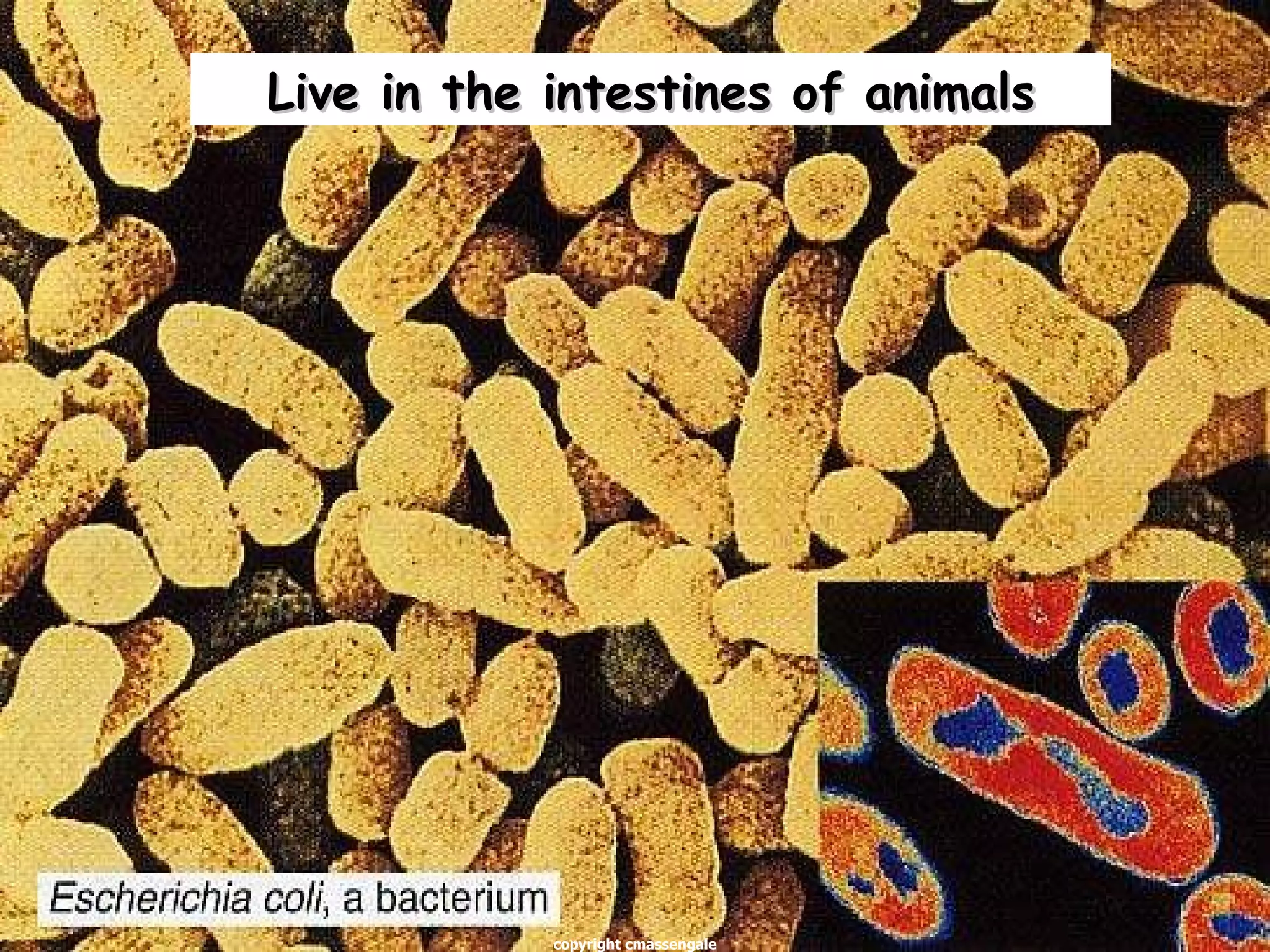 Live in the intestines of animals copyright cmassengale 