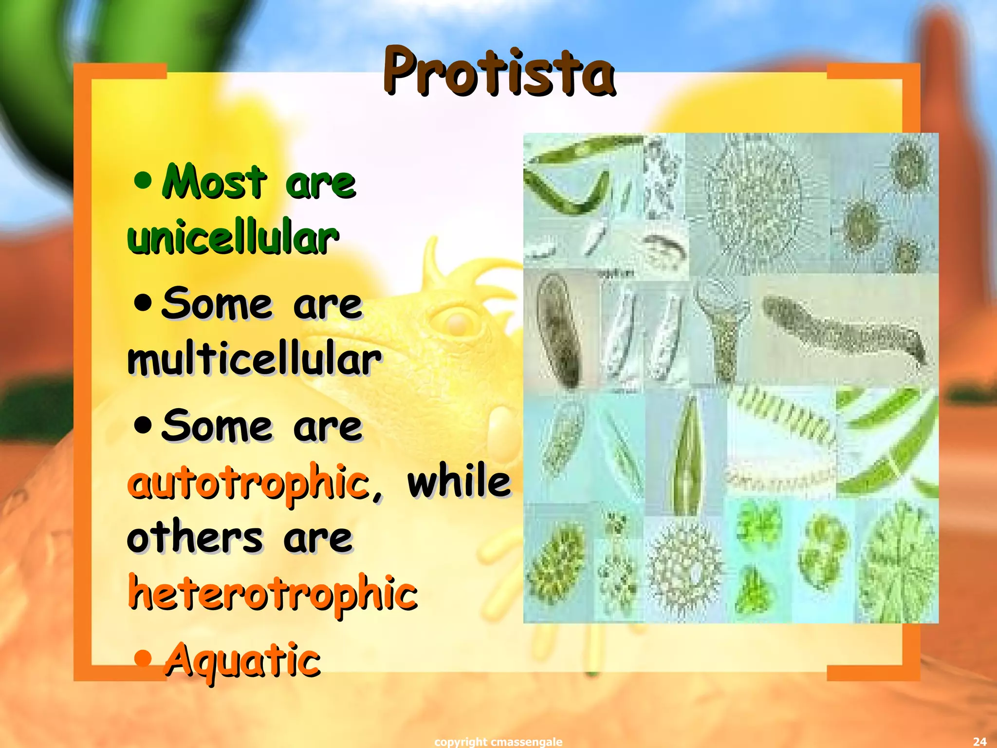 Protista Most are unicellular Some are multicellular Some are  autotrophic , while others are  heterotrophic Aquatic copyright cmassengale 