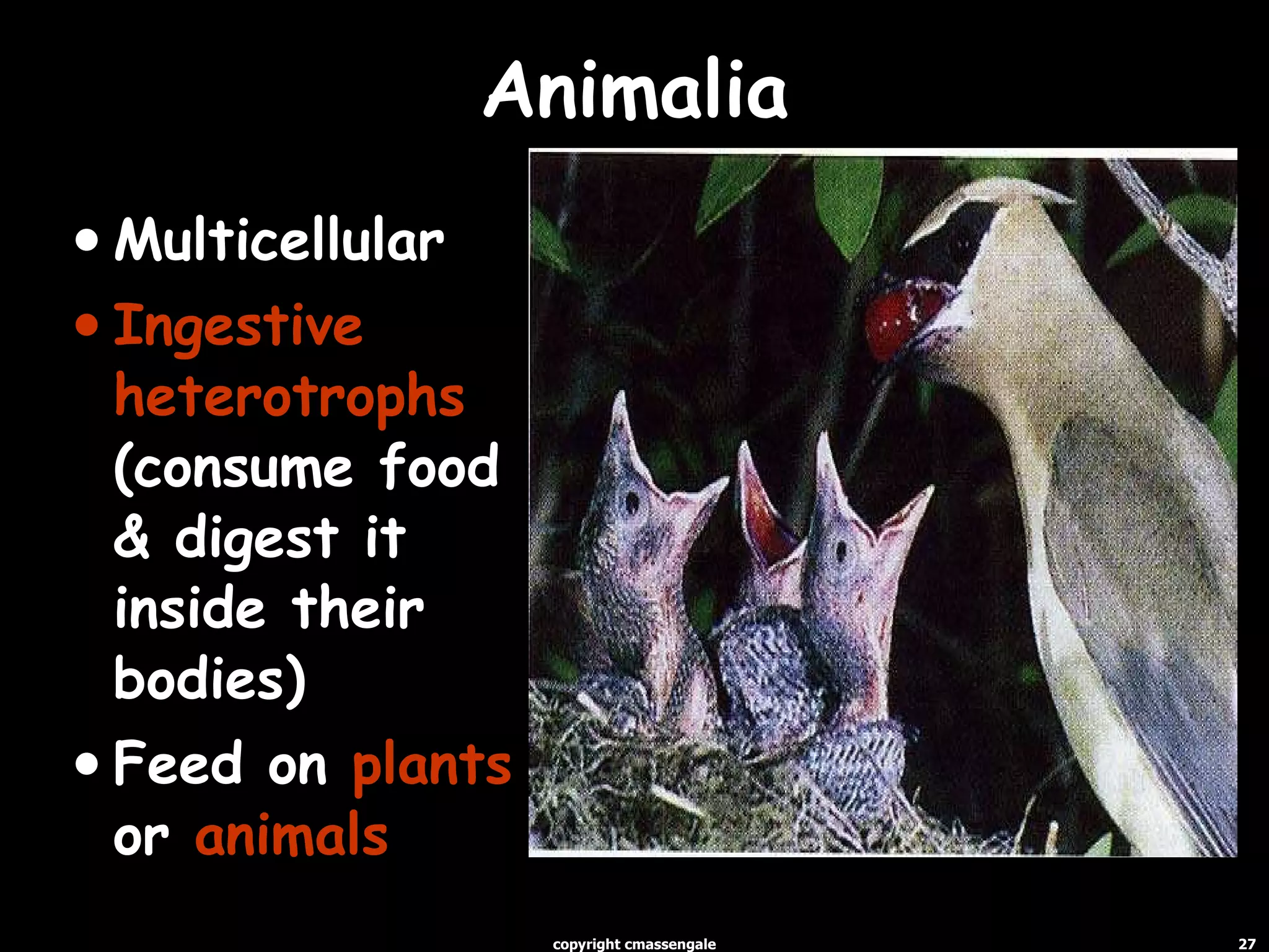Animalia Multicellular Ingestive heterotrophs  (consume food & digest it inside their bodies) Feed on  plants  or  animals copyright cmassengale 