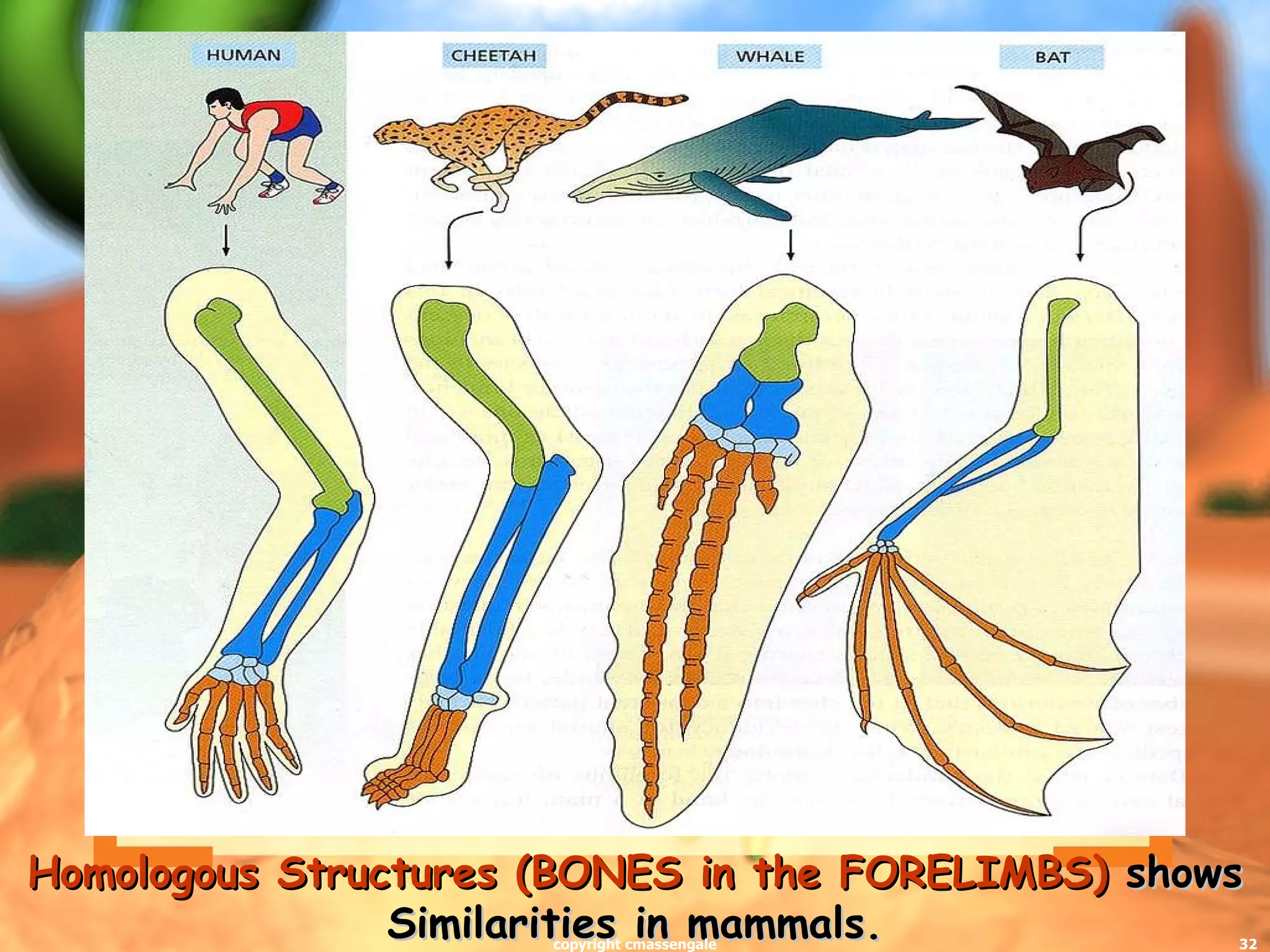 Homologous Structures (BONES in the FORELIMBS)  shows Similarities in mammals. copyright cmassengale 