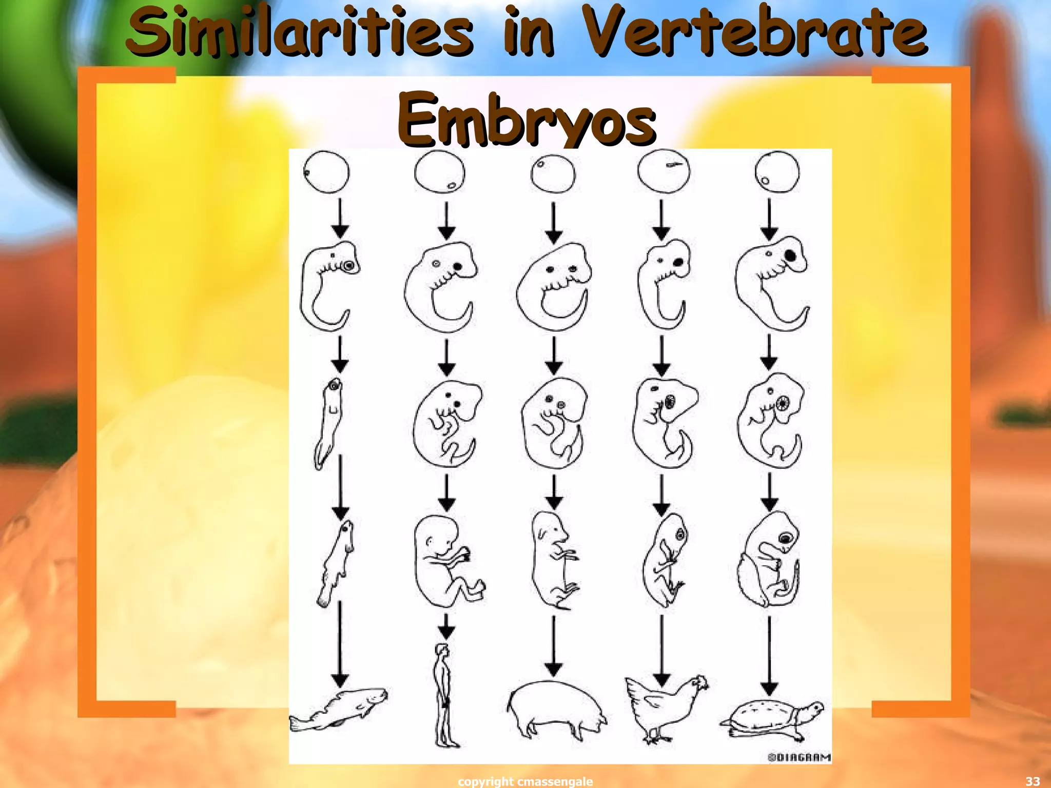 Similarities in Vertebrate Embryos copyright cmassengale 