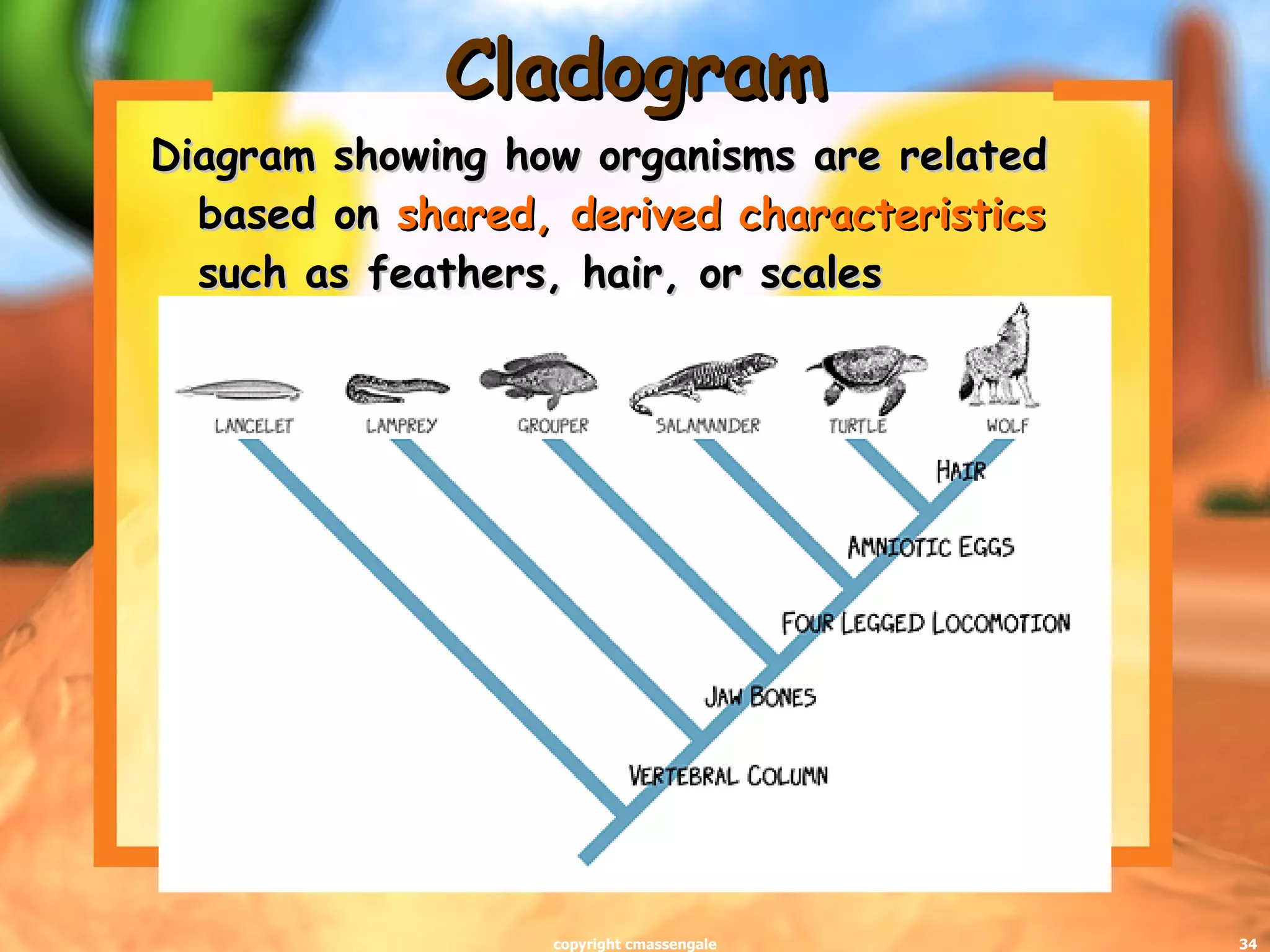 Cladogram Diagram showing how organisms are related based on  shared, derived characteristics  such as feathers, hair, or scales copyright cmassengale 