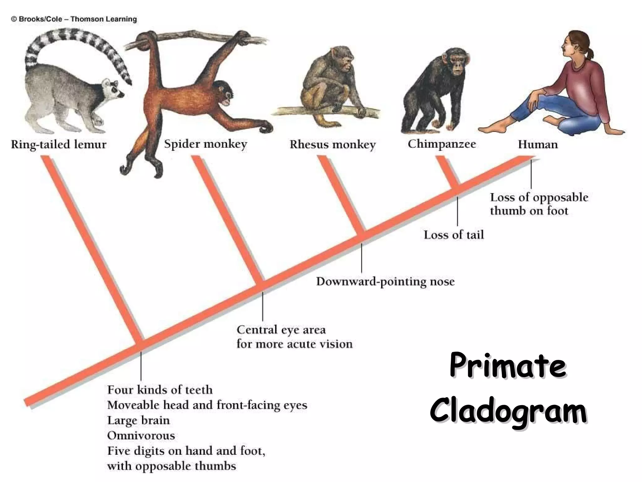 Primate Cladogram copyright cmassengale 
