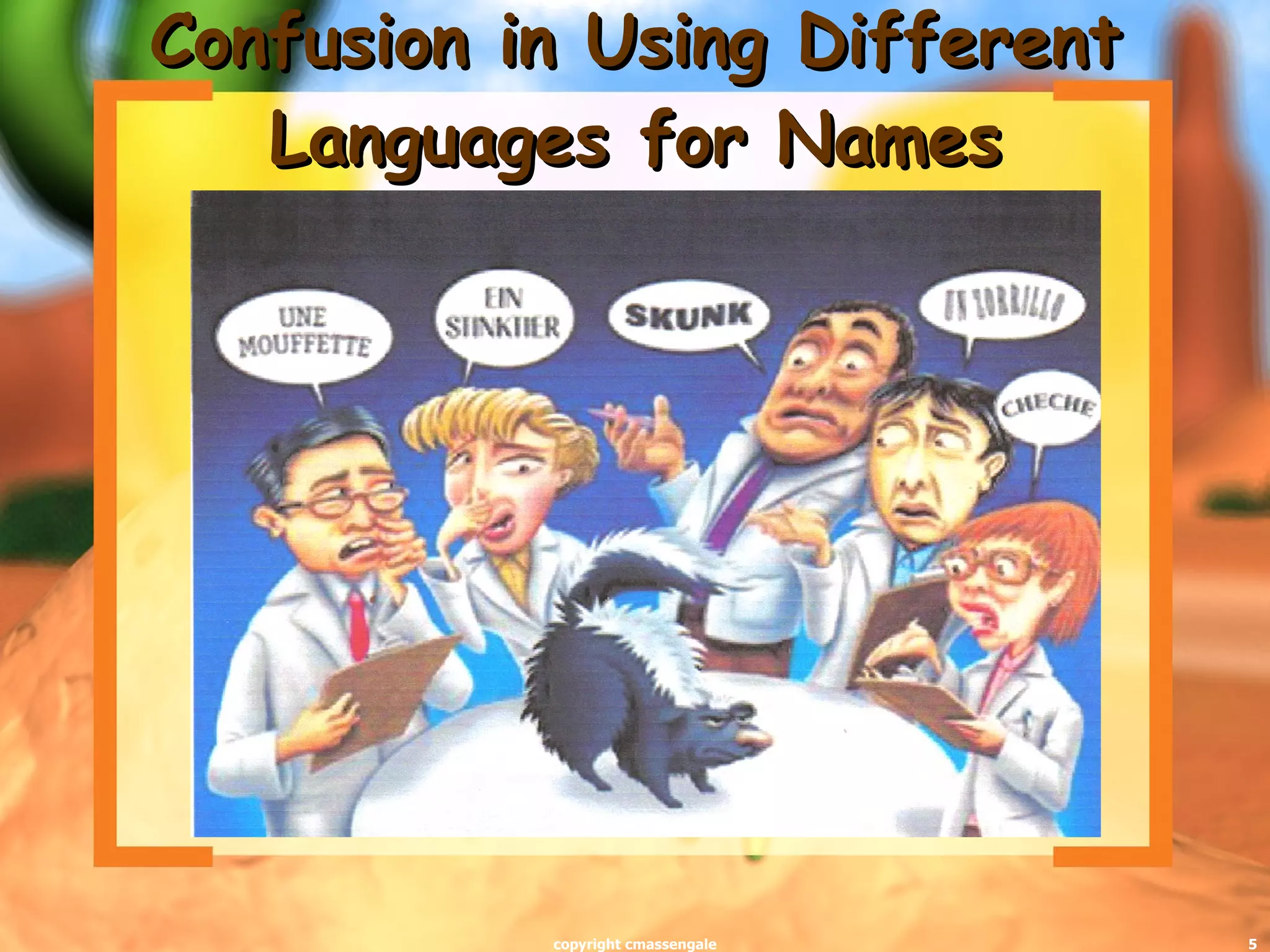 Confusion in Using Different Languages for Names copyright cmassengale 