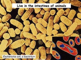 Live in the intestines of animals copyright cmassengale 