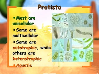 Protista Most are unicellular Some are multicellular Some are  autotrophic , while others are  heterotrophic Aquatic copyright cmassengale 