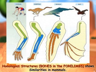 Homologous Structures (BONES in the FORELIMBS)  shows Similarities in mammals. copyright cmassengale 