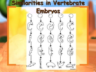 Similarities in Vertebrate Embryos copyright cmassengale 