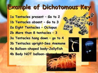 Example of Dichotomous Key 1a Tentacles present – Go to 2 1b Tentacles absent – Go to 3 2a Eight Tentacles – Octopus 2b More than 8 tentacles – 3 3a Tentacles hang down – go to 4 3b Tentacles upright–Sea Anemone 4a Balloon-shaped body–Jellyfish 4b Body NOT balloon-shaped - 5 copyright cmassengale 