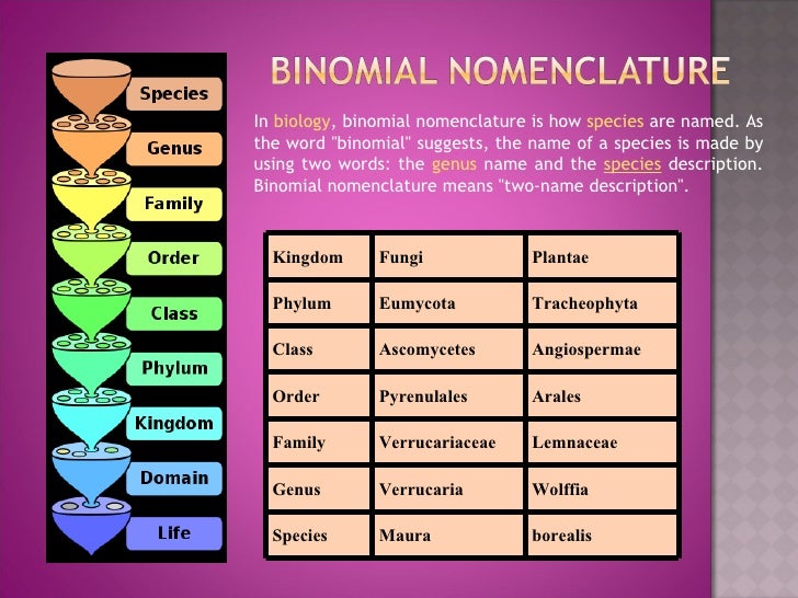 Classification Of Living Things