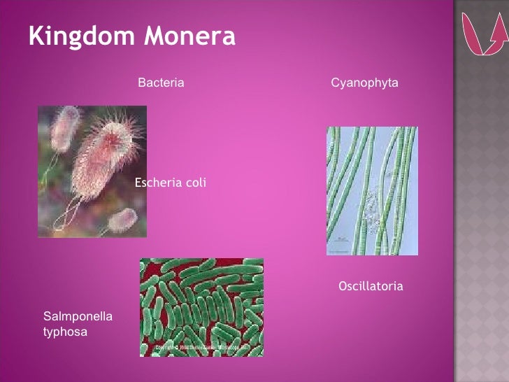 Classification Of Living Things