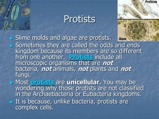 Protists
   Slime molds and algae are protists.
   Sometimes they are called the odds and ends
    kingdom because its members are so different
    from one another. Protists include all
    microscopic organisms that are not
    bacteria, not animals, not plants and not
    fungi.
   Most protists are unicellular. You may be
    wondering why those protists are not classified
    in the Archaebacteria or Eubacteria kingdoms.
   It is because, unlike bacteria, protists are
    complex cells.
 