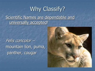 Why Classify?
Scientific Names are dependable and
  universally accepted!



Felis concolor –
mountain lion, puma,
panther, cougar
 