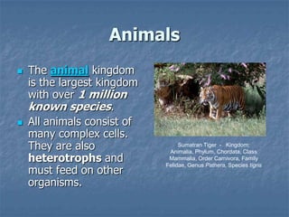 Animals
   The animal kingdom
    is the largest kingdom
    with over 1 million
    known species.
   All animals consist of
    many complex cells.
    They are also                 Sumatran Tiger - Kingdom:
                              Animalia, Phylum, Chordata, Class
    heterotrophs and          Mammalia, Order Carnivora, Family

    must feed on other
                             Felidae, Genus Pathera, Species tigris


    organisms.
 