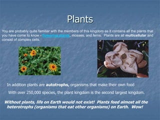 Plants
You are probably quite familiar with the members of this kingdom as it contains all the plants that
you have come to know - flowering plants, mosses, and ferns. Plants are all multicellular and
consist of complex cells.




   In addition plants are autotrophs, organisms that make their own food
    With over 250,000 species, the plant kingdom is the second largest kingdom.

 Without plants, life on Earth would not exist! Plants feed almost all the
  heterotrophs (organisms that eat other organisms) on Earth. Wow!
 