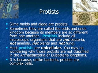 Protists Slime molds and algae are protists.  Sometimes they are called the odds and ends kingdom because its members are so different from one another.   Protists   include all microscopic organisms that are  not  bacteria,  not   animals,  not  plants and  not  fungi.  Most  protists  are  unicellular.  You may be wondering why those protists are not classified in the Archaebacteria or Eubacteria kingdoms.   It is because, unlike bacteria, protists are complex cells. 