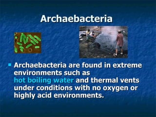 Archaebacteria   Archaebacteria are found in extreme environments such as  hot boiling water  and thermal vents under conditions with no oxygen or highly acid environments.   