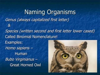 Naming Organisms Genus (always capitalized first letter)  & Species (written second and first letter lower cased) Called Binomial Nomenclature! Examples: Homo sapiens –  Human  Bubo Virginianus – Great Horned Owl 