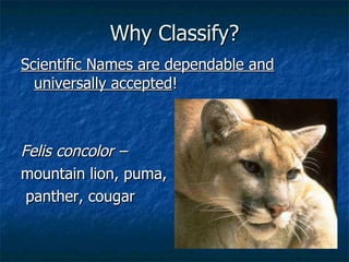 Why Classify? Scientific Names are dependable and universally accepted ! Felis concolor –  mountain lion, puma, panther, cougar 