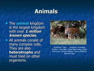 Animals   The  animal  kingdom is the largest kingdom with over  1 million known species . All animals consist of many complex cells. They are also  heterotrophs  and must feed on other organisms.  Sumatran Tiger  -  Kingdom: Animalia, Phylum, Chordata, Class Mammalia, Order Carnivora, Family Felidae, Genus  Pathera,  Species  tigris 