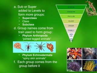 Animal Subclasses Classification of living things | PPT