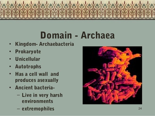 archaea domain