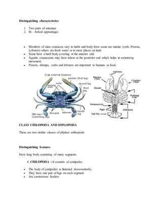 Classification of living things | DOCX
