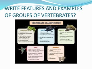 WRITE FEATURES AND EXAMPLES
OF GROUPS OF VERTEBRATES?
 