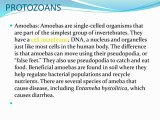 PROTOZOANS
 Amoebas: Amoebas are single-celled organisms that
are part of the simplest group of invertebrates. They
have a cell membrane, DNA, a nucleus and organelles
just like most cells in the human body. The difference
is that amoebas can move using their pseudopodia, or
“false feet.” They also use pseudopodia to catch and eat
food. Beneficial amoebas are found in soil where they
help regulate bacterial populations and recycle
nutrients. There are several species of ameba that
cause disease, including Entameba hystolitica, which
causes diarrhea.

 