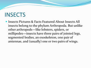 INSECTS
 Insects Pictures & Facts Featured About Insects All
insects belong to the phylum Arthropoda. But unlike
other arthropods—like lobsters, spiders, or
millipedes—insects have three pairs of jointed legs,
segmented bodies, an exoskeleton, one pair of
antennae, and (usually) one or two pairs of wings.
 