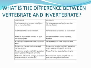 WHAT IS THE DIFFERENCE BETWEEN
VERTEBRATE AND INVERTEBRATE?
 