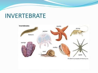 INVERTEBRATE
 
