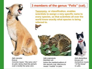 Classification of Living Things: Taxonomy | PPT
