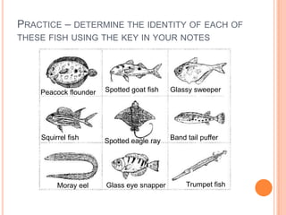 Practice – determine the identity of each of these fish using the key in your notesSpotted goat fishGlassy sweeperPeacock flounderBand tail pufferSquirrel fishSpotted eagle rayTrumpet fishGlass eye snapperMoray eel