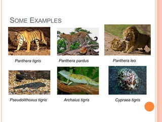 Some ExamplesPantheraleoPantherapardusPantheratigrisPseudolithoxustigrisArchaiustigrisCypraeatigris