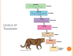 Levels of Taxonomy