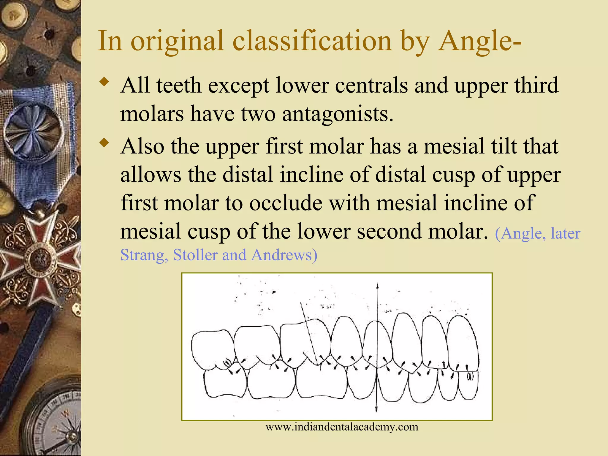 In original classification by Angle-
 All teeth except lower centrals and upper third
molars have two antagonists.
 Also the upper first molar has a mesial tilt that
allows the distal incline of distal cusp of upper
first molar to occlude with mesial incline of
mesial cusp of the lower second molar. (Angle, later
Strang, Stoller and Andrews)
www.indiandentalacademy.com
 