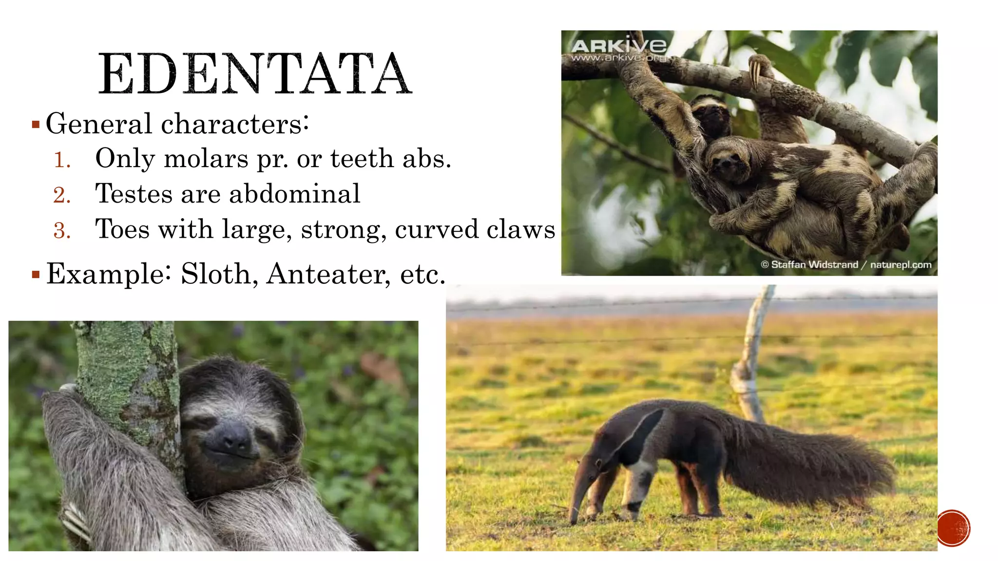 Classification of mammals, M. Sc, Zoology, University of Mumbai. | PPTX