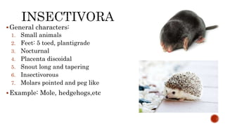 Classification of mammals, M. Sc, Zoology, University of Mumbai. | PPTX
